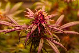 The Ultimate Guide to Quarter Pound of Weed